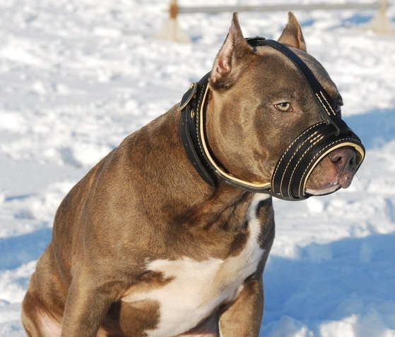 Pitbull Maulkorb Leder | Hundemaulkorb Gepolstert mit Nappa ❺